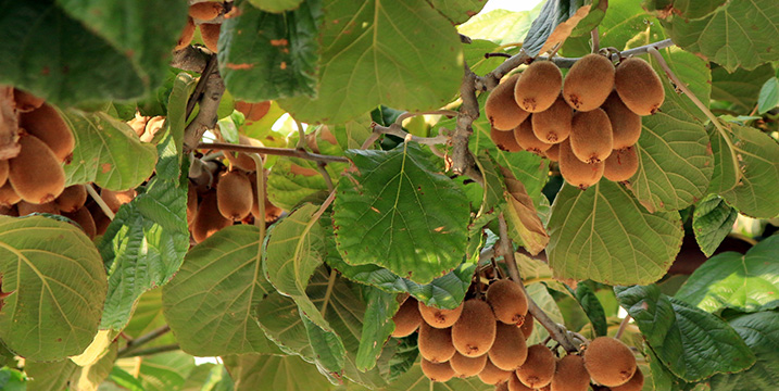 arbre-a-kiwis