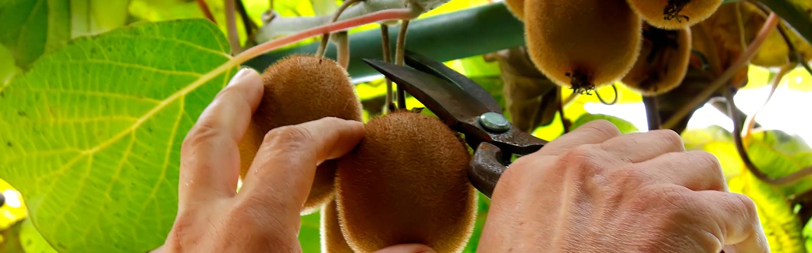 Kiwis de Nathalie - Actualites